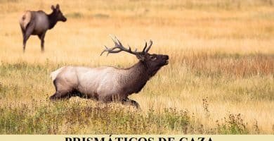 Prismáticos para Caza