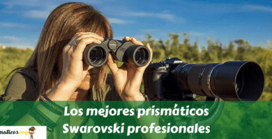 Los mejores prismáticos Swarovski profesionales